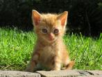 Kittens, Dieren en Toebehoren, Katten en Kittens | Overige Katten, Meerdere dieren, Kortharig, 0 tot 2 jaar