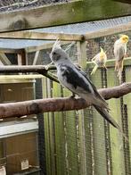 Jonge valkparkieten witkop bont en albino. Perefct tam maken, Dieren en Toebehoren, Vogels | Parkieten en Papegaaien, Meerdere dieren