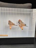 3 zebravinken bleekrug grijs man 2025, Dieren en Toebehoren, Vogels | Overige Vogels, Mannelijk, Tropenvogel