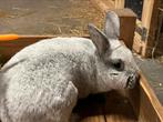 Lieve konijnen te konijnen te koop, Dieren en Toebehoren, Konijnen, Meerdere dieren