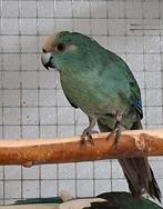 Kakariki man, Mannelijk, Parkiet, Geringd