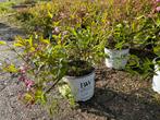 Deutzia YUKI CHERRY BLOSSOM, Zomer, Vaste plant, Bodembedekkers, Ophalen