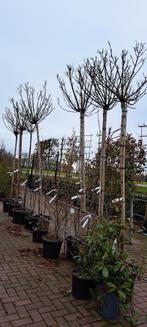 Catalpa bignonioides Nana (bol catalpa) nu extra voordelig!, Tuin en Terras, Planten | Bomen, Ophalen, Zomer, Volle zon, Overige soorten