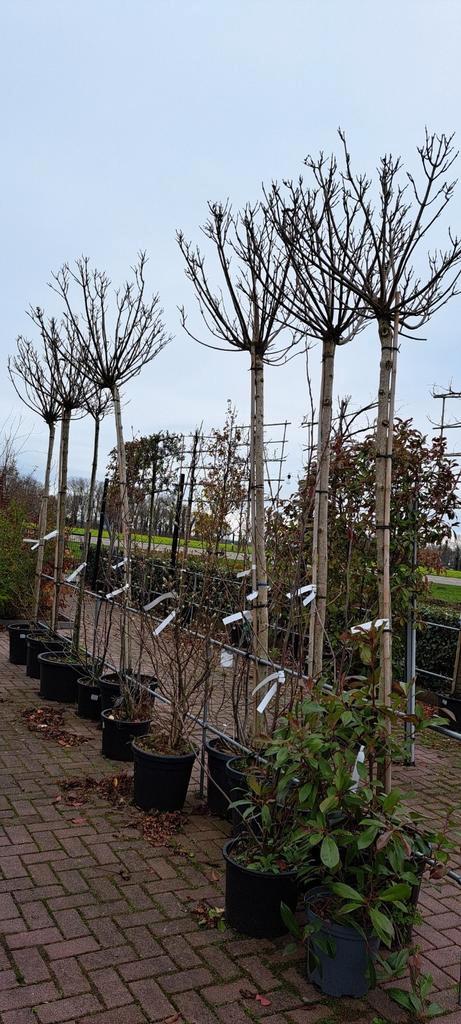 Catalpa bignonioides Nana (bol catalpa) nu extra voordelig!, Tuin en Terras, Planten | Bomen, Overige soorten, Volle zon, Zomer