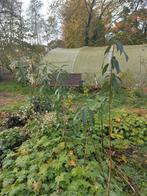 Amandelboompjes, Ophalen, Lente, Overige soorten, Volle zon