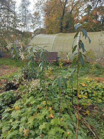 Amandelboompjes beschikbaar voor biedingen