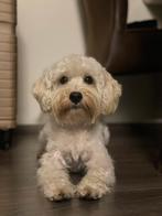 Multipoo- Dekreu, Dieren en Toebehoren, Reu, 1 tot 2 jaar, Parvo, Eén hond