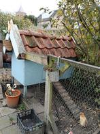 Drie serama kippen met huis, Dieren en Toebehoren, Pluimvee, Vrouwelijk, Kip