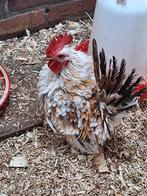 Mooi serama krulveer haantje, Dieren en Toebehoren, Pluimvee, Mannelijk, Kip