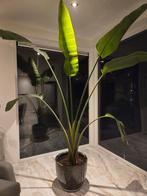 Grote strelitzia plant inclusief pot, Ophalen, Overige soorten
