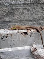 Lacerta diplochondrodes 0.0.1, Hagedis, 0 tot 2 jaar