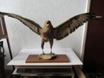 taxidermie grote opgezette roofvogel, Ophalen