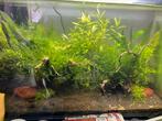 TEAB!! Superfish home 110 met inhoud compleet, Dieren en Toebehoren, Vissen | Aquaria en Toebehoren, Ophalen, Zo goed als nieuw