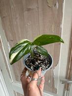 Monstera Standleyana stek in potgrond, Overige soorten, In pot, Minder dan 100 cm, Groene kamerplant