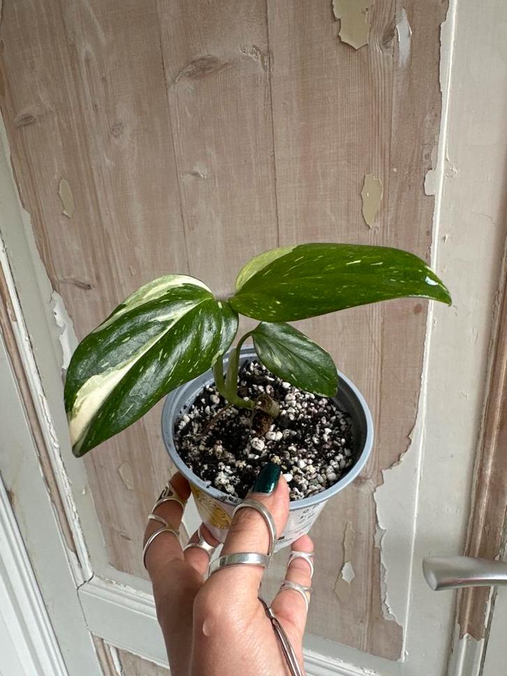 Monstera Standleyana stek in potgrond, Huis en Inrichting, Kamerplanten, Overige soorten, Minder dan 100 cm, Groene kamerplant