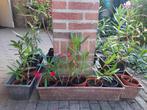 Oleanders diverse kleuren en afmetingen oleander eigen kweek, Volle zon, Vaste plant, Zomer, Ophalen