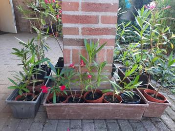 Oleanders diverse kleuren en afmetingen oleander eigen kweek beschikbaar voor biedingen