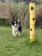 Border collie pups met stamboom, Dieren en Toebehoren, Honden | Herdershonden en Veedrijvers, Rabiës (hondsdolheid), Meerdere