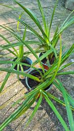 Tuinplant | groenblijvend siergras | zegge, Ophalen, Volle zon, Vaste plant, Siergrassen