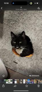 Poes, Dieren en Toebehoren