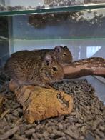 Degoe kooi met twee degoes (Max en Moritz), Dieren en Toebehoren, Knaagdieren, September, Meerdere dieren, Overige typen