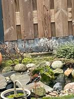 Kastanjeruglijster, Geslacht onbekend, Geringd