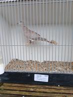 Tortel duivin, Dieren en Toebehoren, Vrouwelijk, Tropenvogel, Geringd