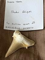 Grote Marokkaanse haaientand “Otidus”, Verzamelen, Mineralen en Fossielen, Verzenden