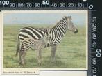 Sticker: Esso - Zebras (2), Ophalen of Verzenden, Zo goed als nieuw, Dier en Natuur