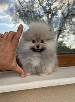 Pomeriaan, Dieren en Toebehoren, Rabiës (hondsdolheid), 8 tot 15 weken, Buitenland, Eén hond