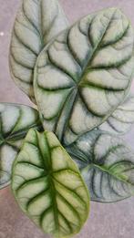 Alocasia Silver Dragon GoG Variegata, Ophalen of Verzenden, Halfschaduw, Minder dan 100 cm