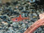 Hobbyaquarium Boraras Maculatus/ dwergrasbora, Vis, Zoetwatervis, Schoolvis