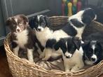 Heel bijzondere BORDER COLLIE x FRIESE STABIJ pups, Parvo, Nederland, 8 tot 15 weken, Meerdere