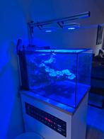 Te koop: Waterbox Peninsula Mini 25 – Complete Reef Setup, Dieren en Toebehoren, Vissen | Aquaria en Toebehoren, Ophalen, Verlichting of Verwarming