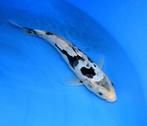 Kumonryu 38-45 cm Sansai, Karper of Koi