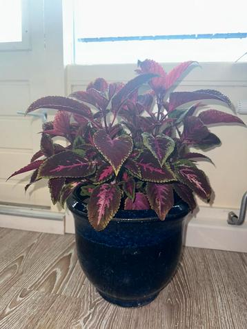 Coleus - siernetel kamerplant incl. pot beschikbaar voor biedingen