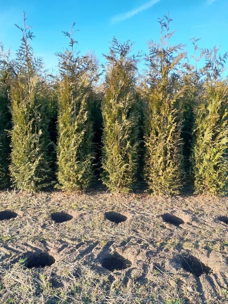 Thuja plicata, Tuin en Terras, Planten | Bomen, Ophalen