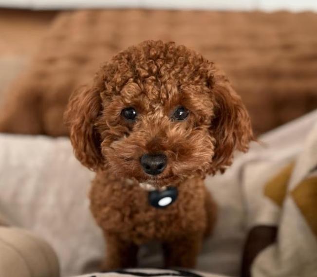 Toy Poodle stud available for mating, Dieren en Toebehoren, Honden | Dekreuen, Reu, Particulier, Eén hond, Nederland, 1 tot 2 jaar