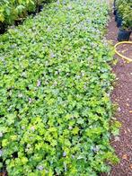 Geranium rozanna 1.5liter pot, Tuin en Terras, Planten | Struiken en Hagen, Ophalen, Overige soorten, Struik, Minder dan 100 cm