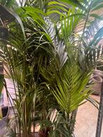 Kentia palm XXL (250cm), Ophalen
