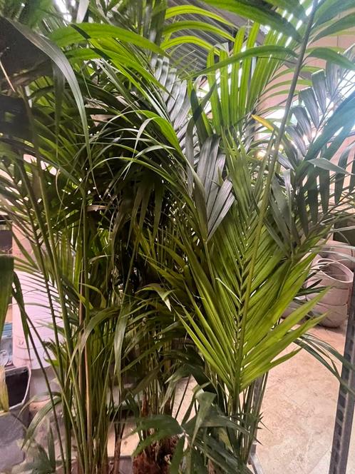 Kentia palm XXL (250cm), Huis en Inrichting, Kamerplanten, Ophalen