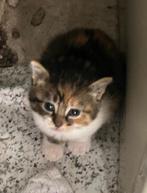 een klein kitten ter adoptie, Poes, 0 tot 2 jaar