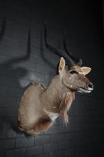 nyala opgezette taxidermy africa antilope jachttrofee, Ophalen, Gebruikt, Hert, Gewei of Kop