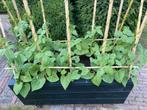 Planten bak op maat gemaakt voor een bonen haag, Nieuw, Rechthoekig, Hout, Tuin