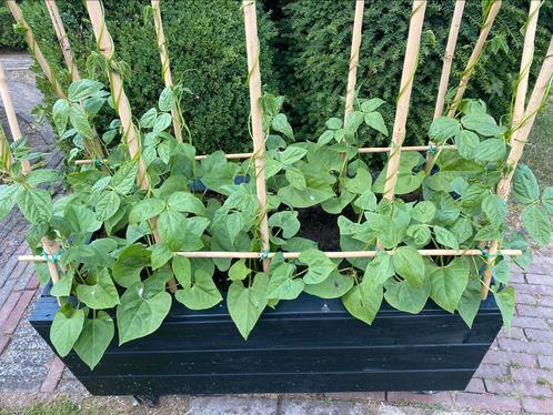 Planten bak op maat gemaakt voor een bonen haag, Tuin en Terras, Bloembakken en Plantenbakken, Nieuw, Hout, Balkon, Tuin, Rechthoekig