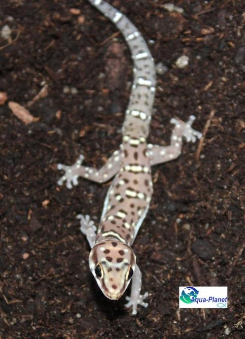 Pachydactylus tigrinus, Dieren en Toebehoren, Reptielen en Amfibieën, Hagedis, 0 tot 2 jaar
