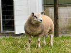 Stamboek Texelaar  rammen, Dieren en Toebehoren, Mannelijk, Schaap