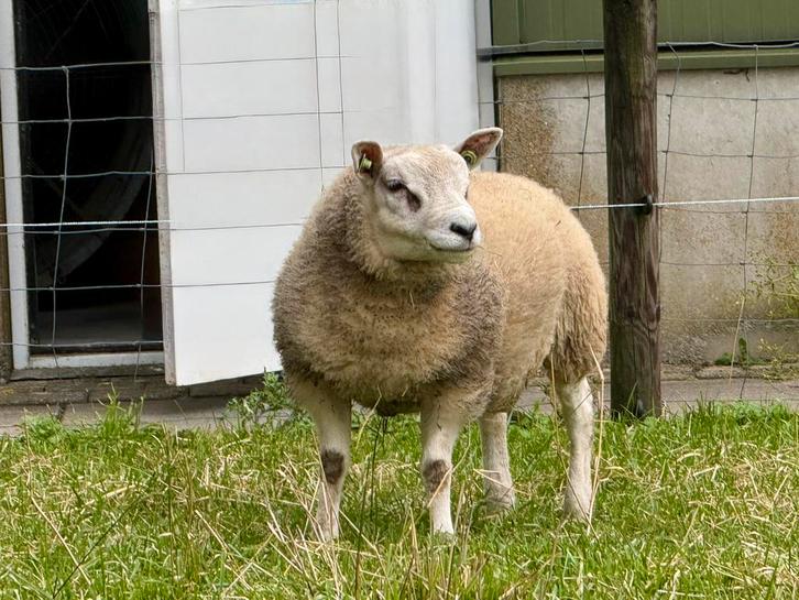 Stamboek Texelaar  rammen, Dieren en Toebehoren, Schapen, Geiten en Varkens, Schaap, Mannelijk