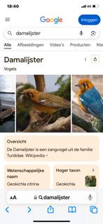 Damalijster pop 2025 geringd, Dieren en Toebehoren, Vrouwelijk, Tropenvogel