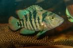 Midden Amerikaanse Cichliden: Mayaheros urophthalmus, Vis, Zoetwatervis